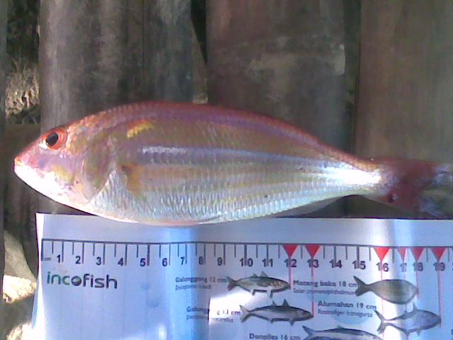 Nemipterus sp.,Image024.jpg